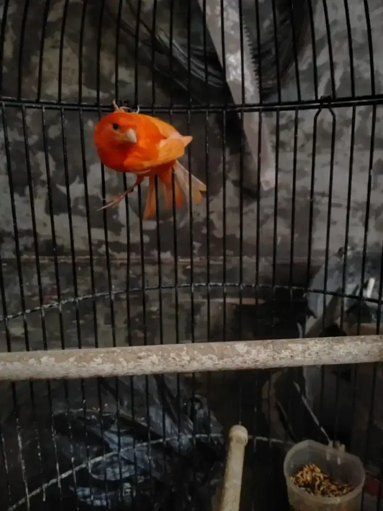 Kenari merlok gacoran