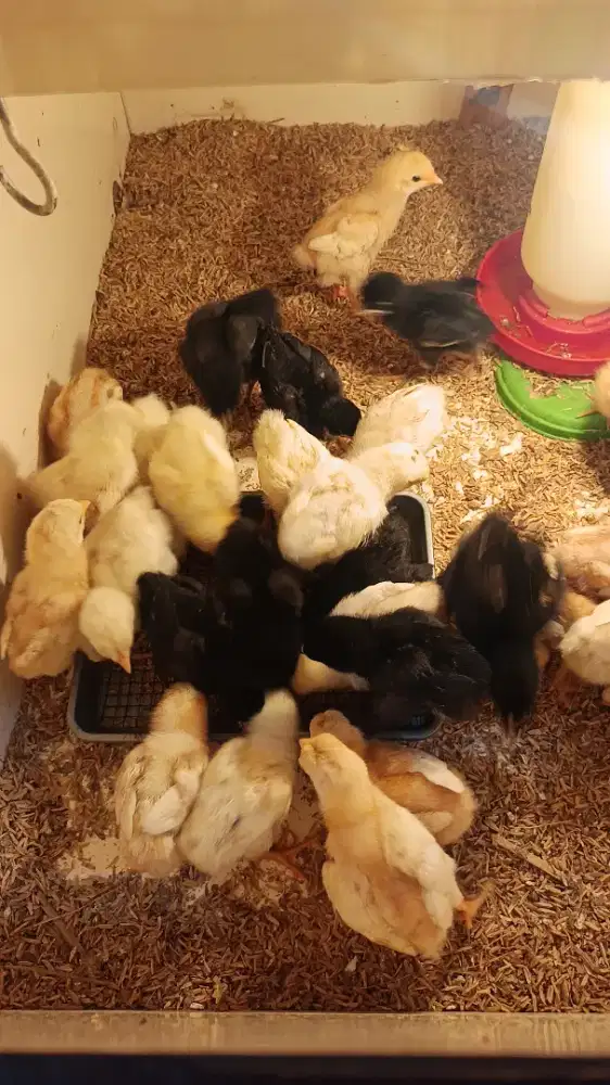 Anak ayam kampung kuealitas super