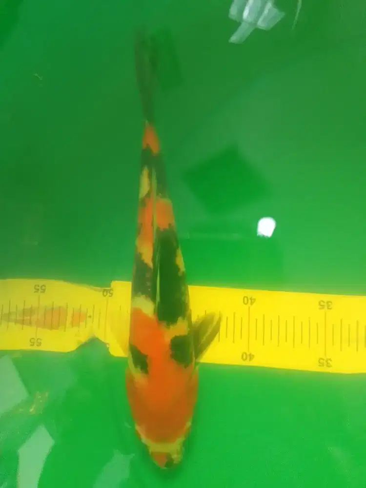 Ikan koi jenis Showa 30cm pola original