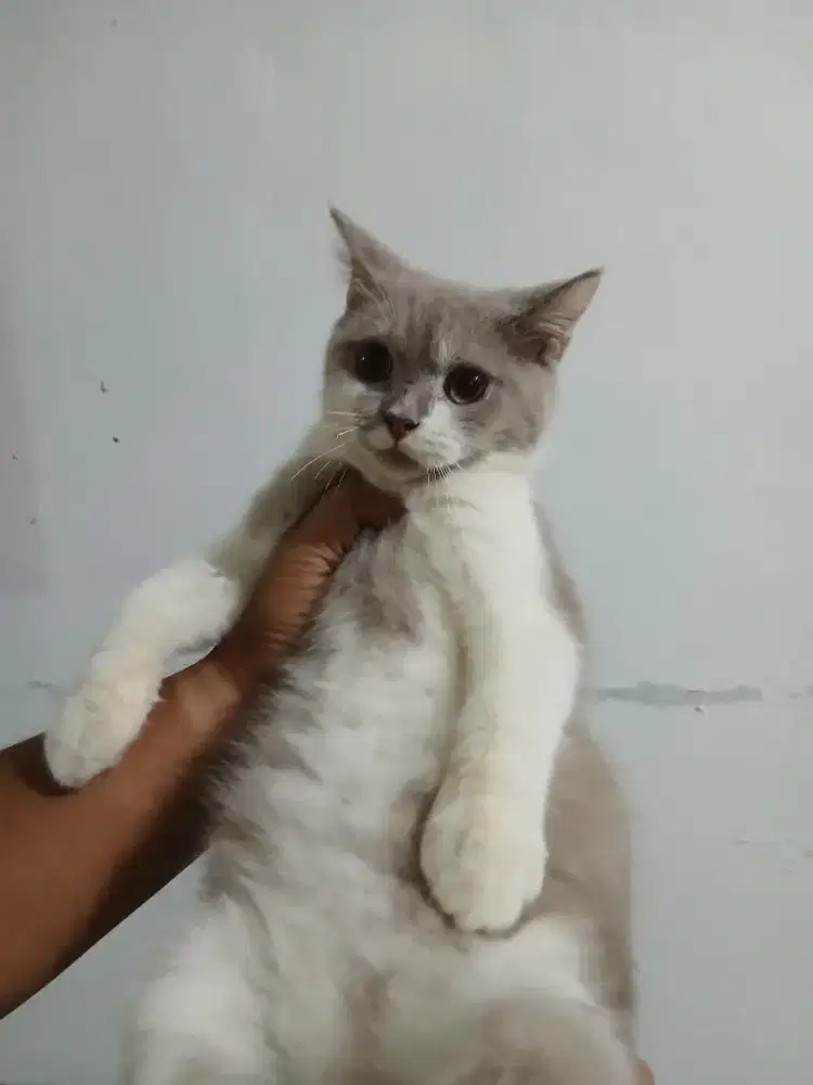 Bsh bicolor jantan