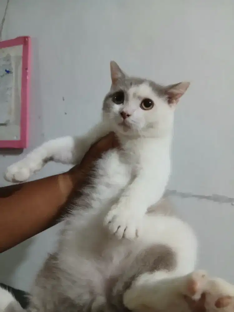 Bsh tuxedo lillac. Jantan 5 bln