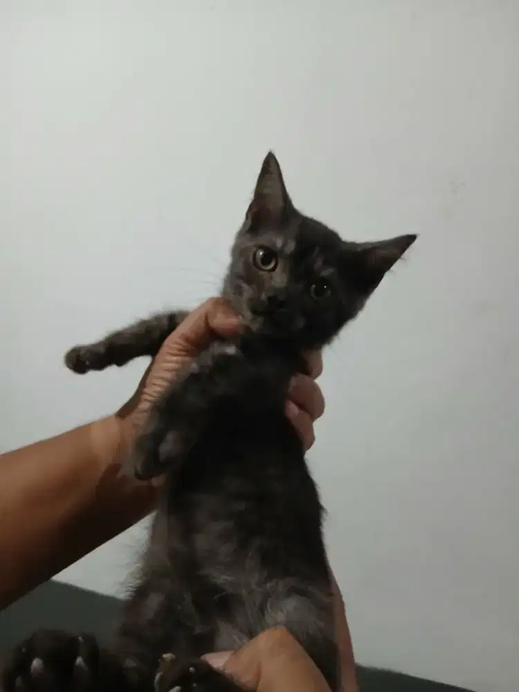 Munchkin hitam , jantan 4 bulan