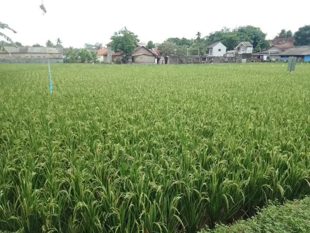 Dijual Murah Tanah di Cipaisan Pusat Kota Purwakarta