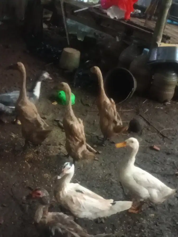 Bebek leher panjang Produksi