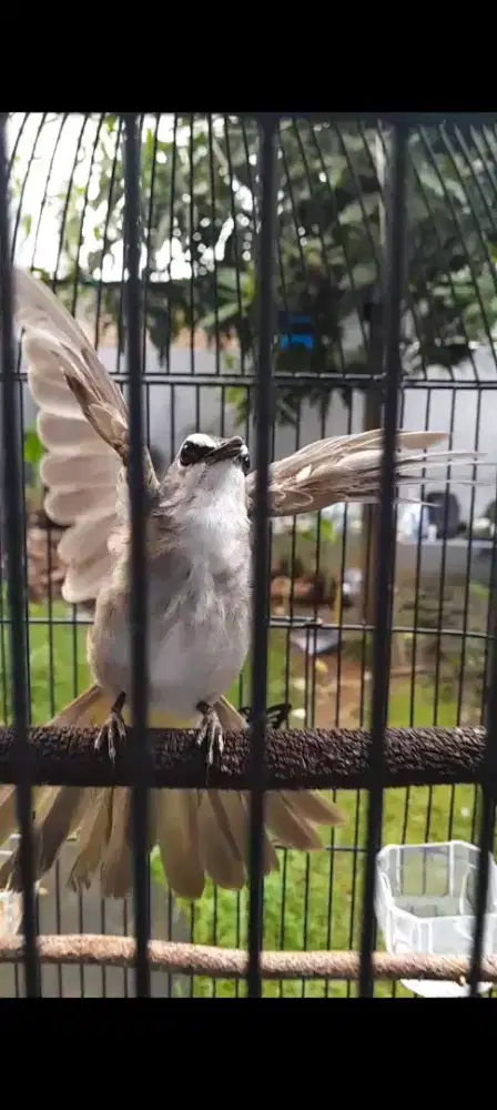 BURUNG CRUKCUK GACOR ROPEL GARUDA