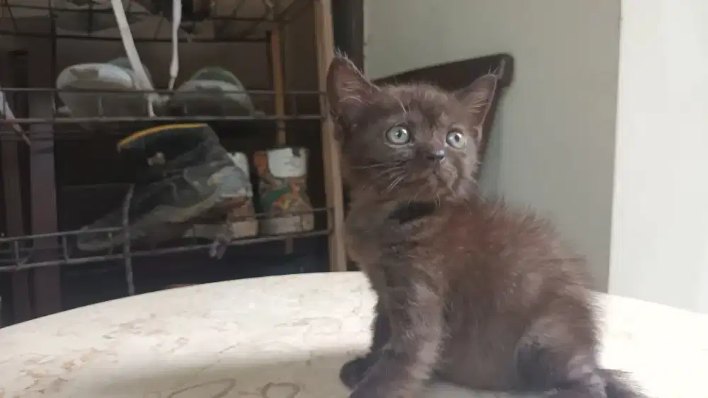 Bsh black solid jantan 2 bln