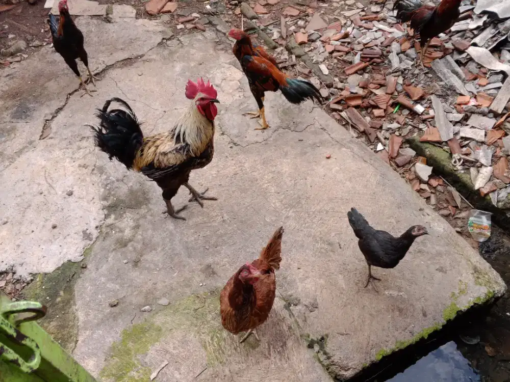 Jual ayam kampung sehat dan gemuk.