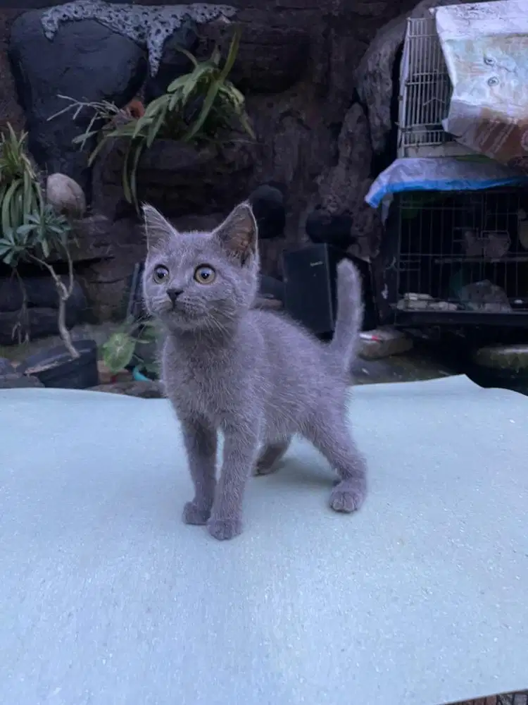 Bsh jantan 3 bulan blue solid