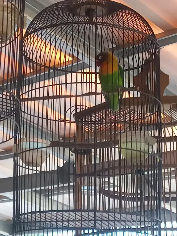 Lovebird plus kandang