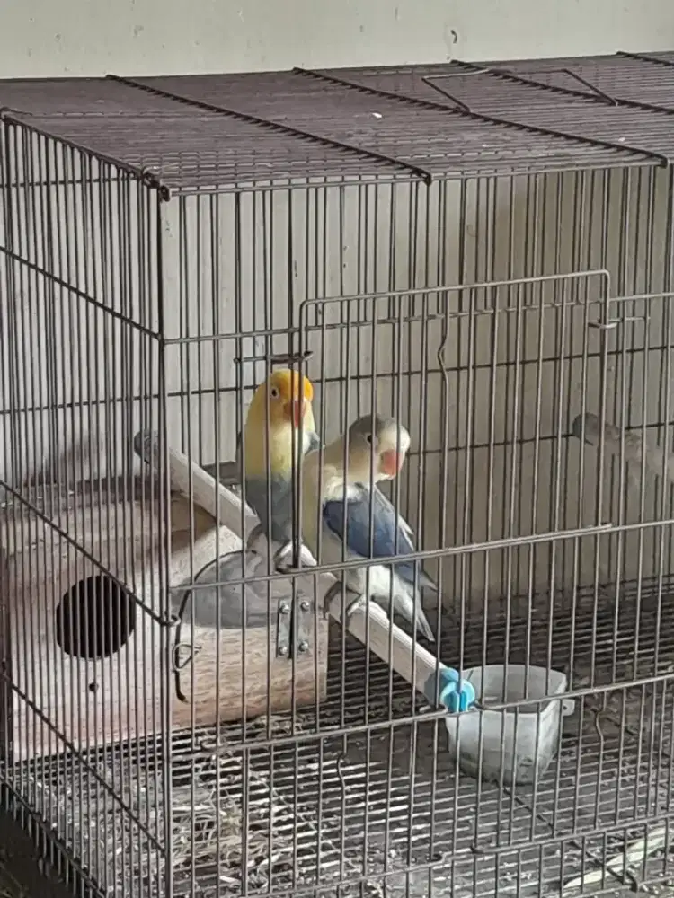 Lb pasangam pb x aqua