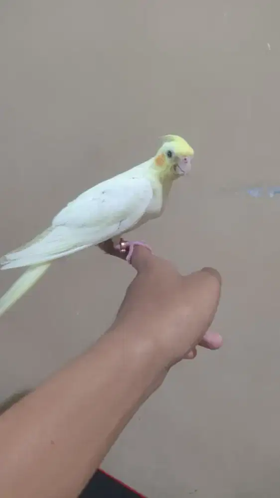 Falk lutino mata merah