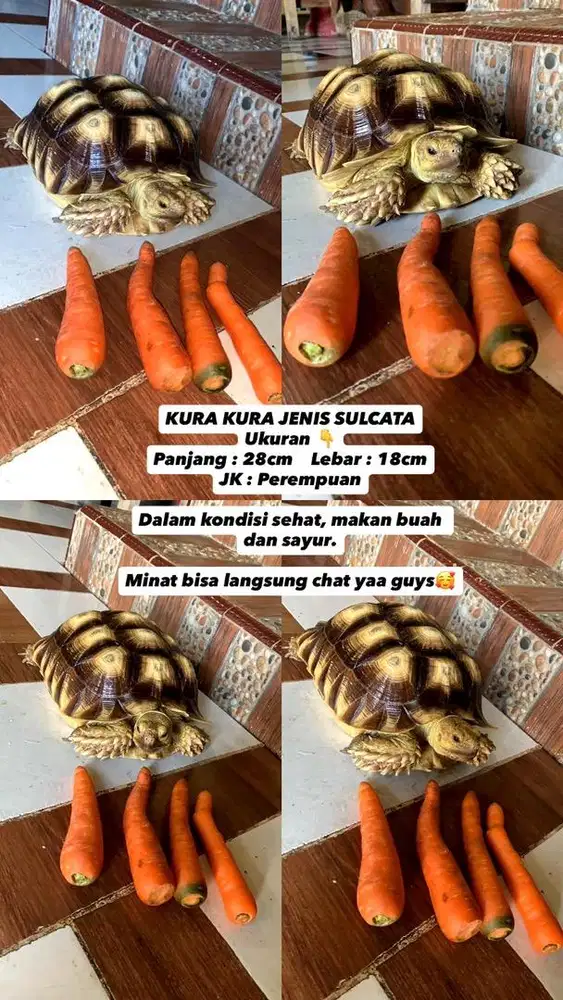 KURA KURA JENIS SULCATA