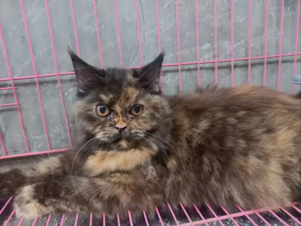 Kucing Persia Maincoon Betina 6bln
