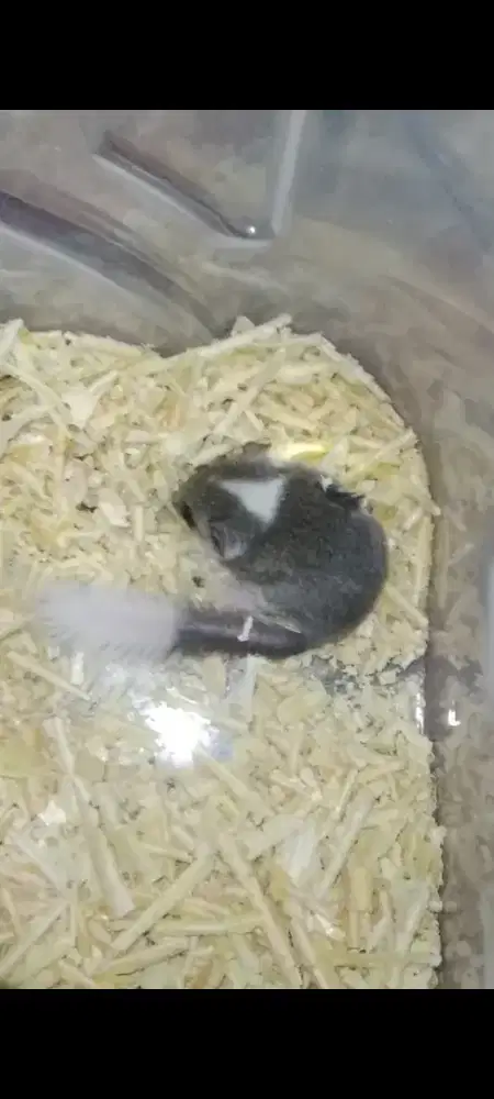 Dormice/tupai/hamster/kelinci/landak mini/sugar glider/musang