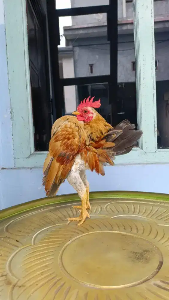 Ayam Serama Berkualitas