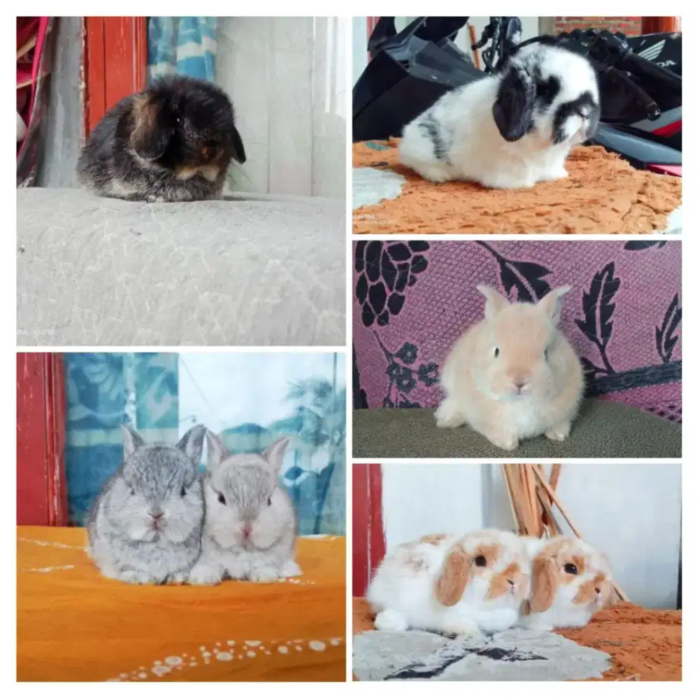 Peternak kelinci lucu hias