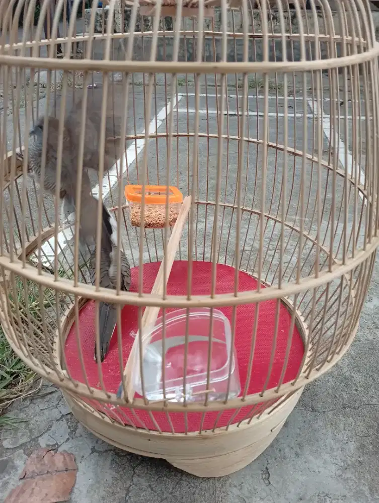 Perkutut 2 ekor, sangkar