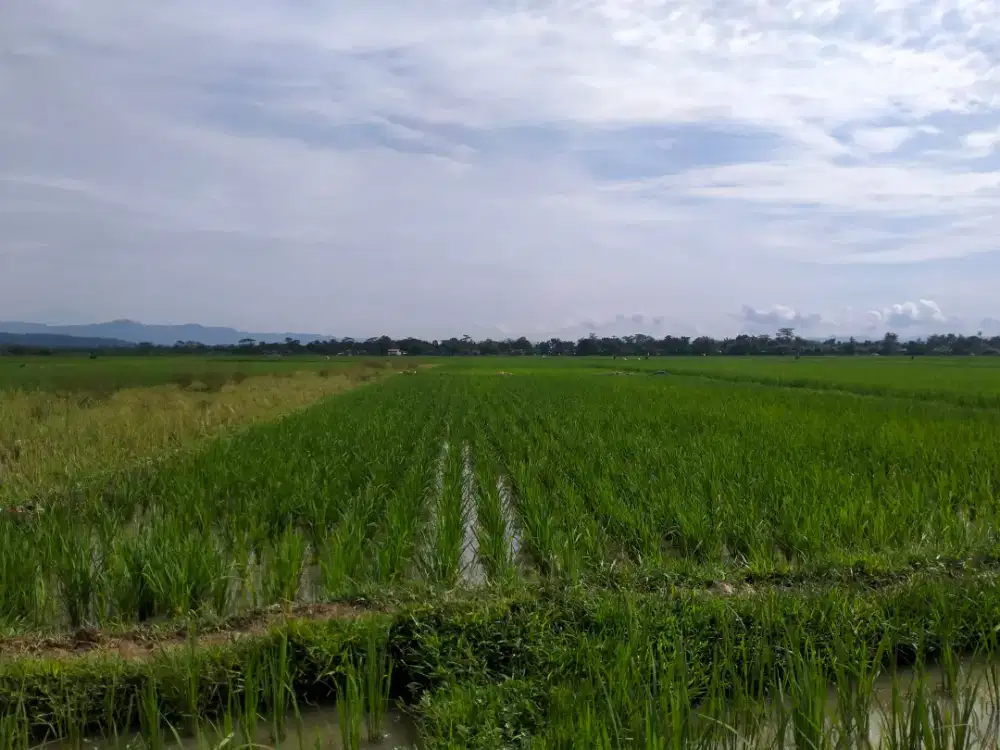 Sawah Produktif DiJual