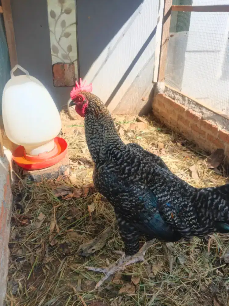 Indukan Ayam Ras Jantan Barred Rock Umur 7 Bulan