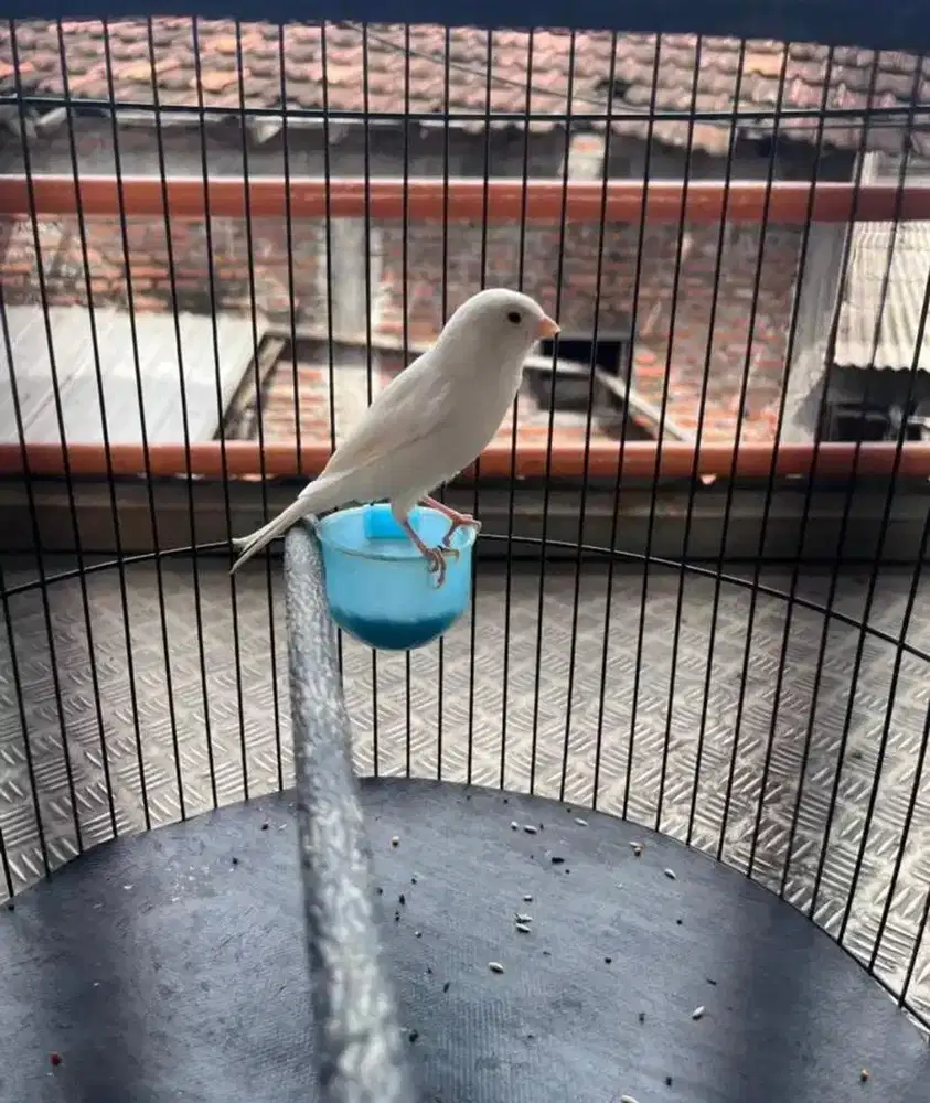 Kenari putih Gacoran