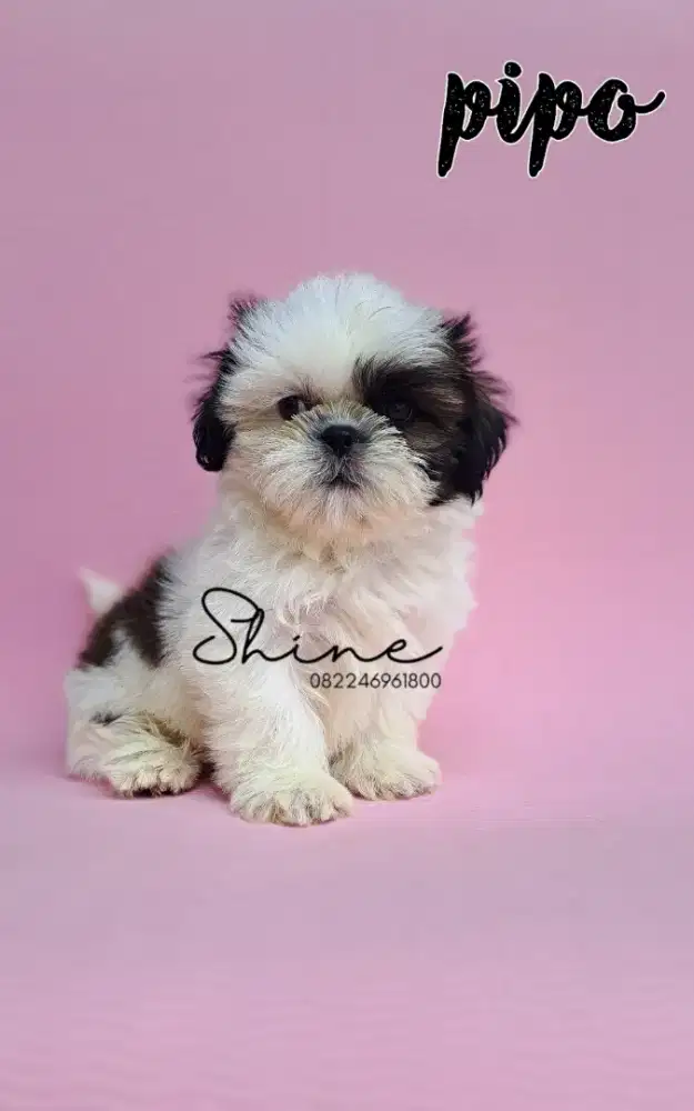 anjing mini shihtzu jantan usia 1.5 bln super gemoy