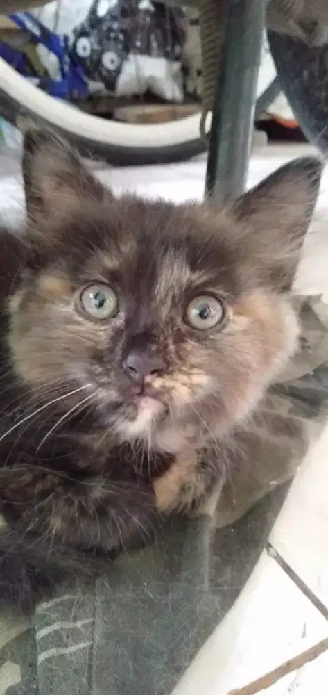 KITTEN PERSIA MEDIUM BETINA