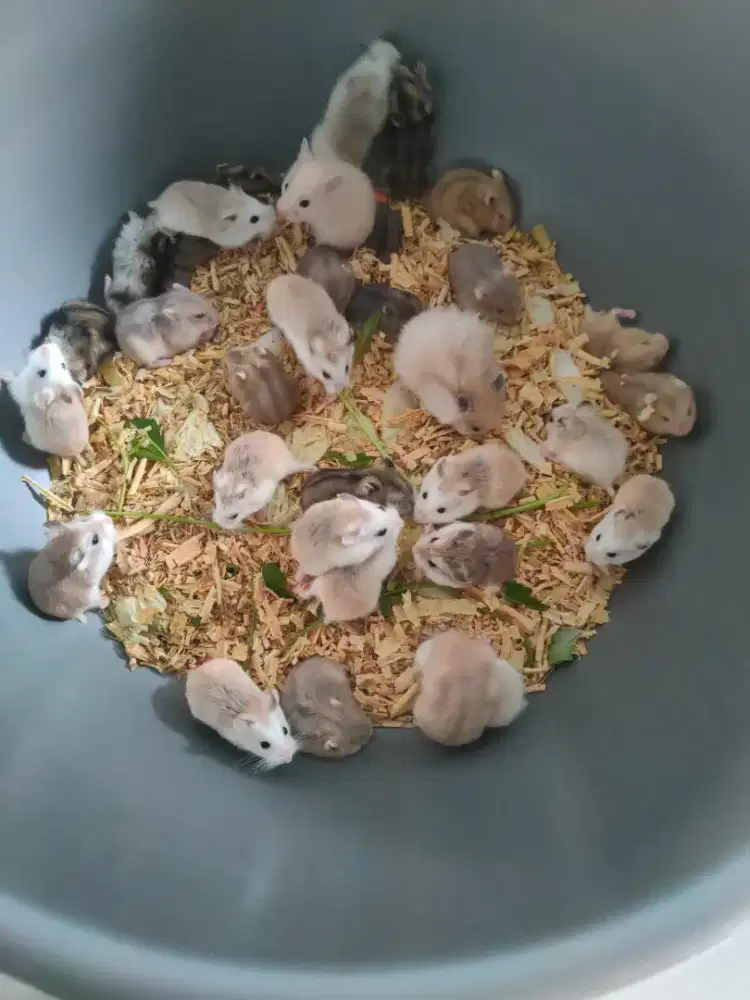 Hamster lucu dan Sehat