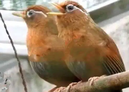 Study Breeding Legend n Kicaw Sejati