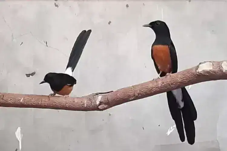 Study Breeding Legend n Kicaw Sejati