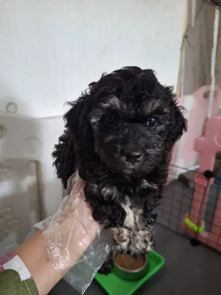 Poochon jantan silver mismark