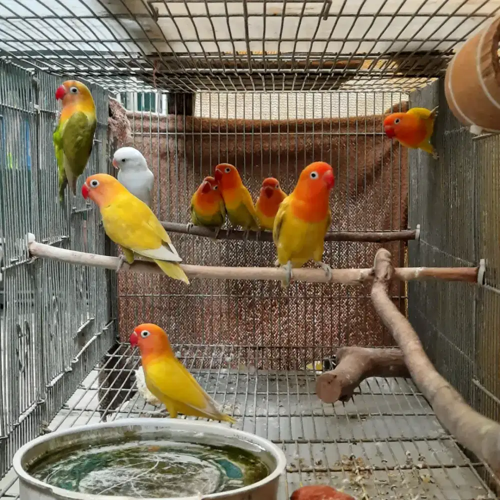 Lovebird ternakan sendiri surabaya