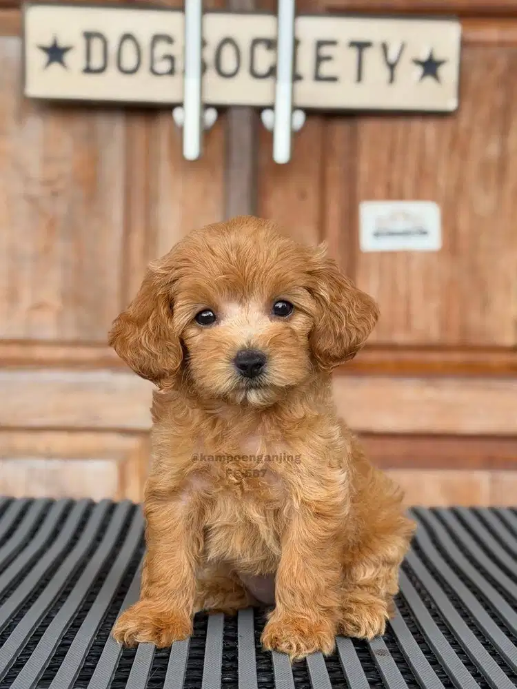 Poochon Puppy, Super Fluffy dan Menggemaskan!