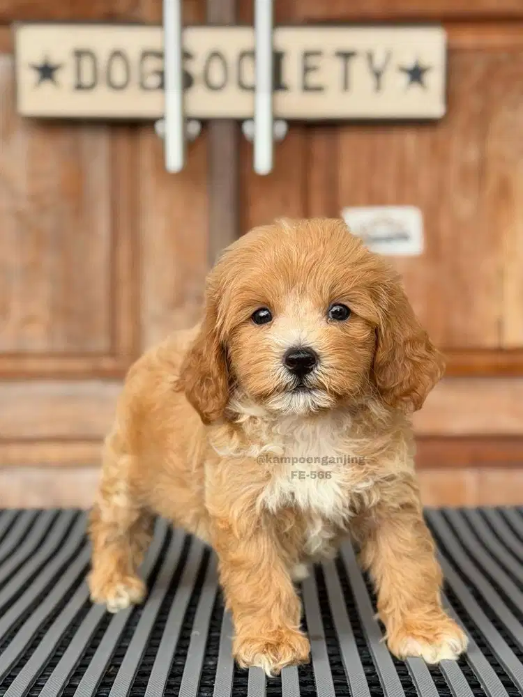 Poochon, Puppy Imut dengan Bulu Lembut Menawan!