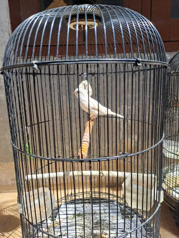 Kenari putih loper isian full lb