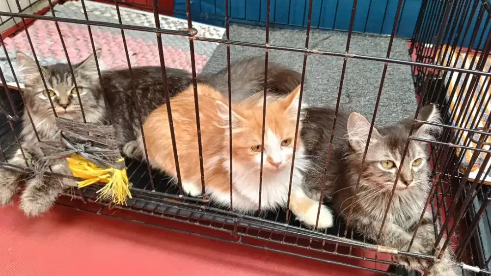 Kucing Kitten Persia Jantan