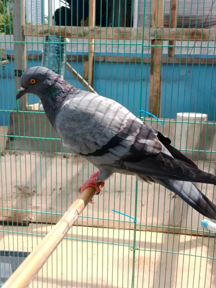 Betina siapan trah Bintang x gradaseba warna megan