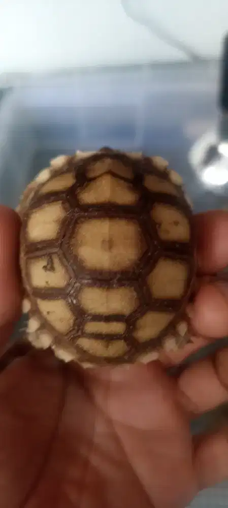 Kura sulcata scute uniq 13