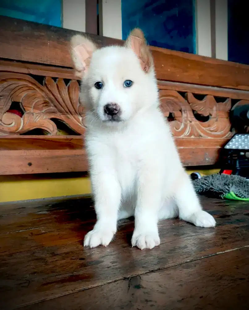 anak anjing golden mix