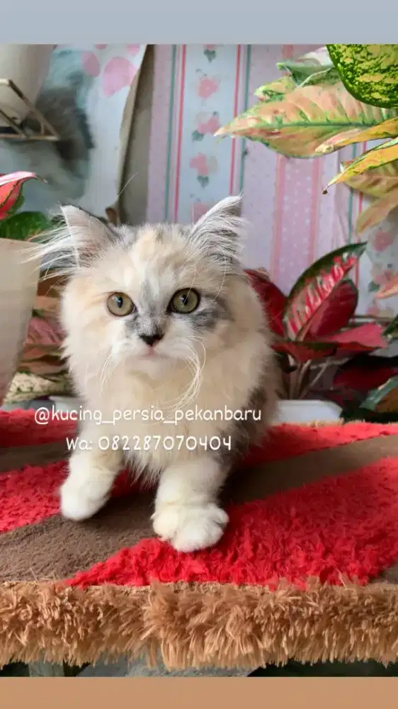 Anakan Persia betina rangka besar bulu kapas super panjang dan gembul