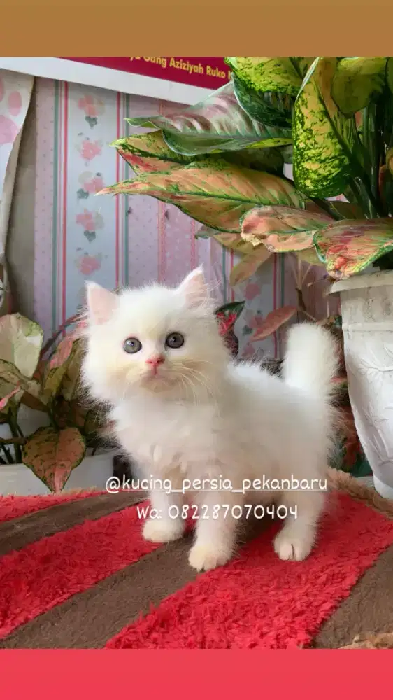 Anakan Persia jantan bulu kapas super panjang dan gembul