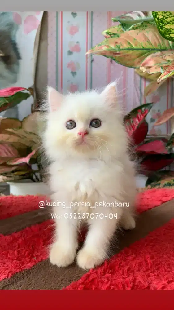 Anakan Persia putih Jantan imut bulu kapas super panjang