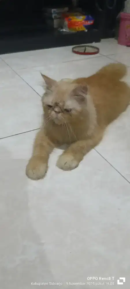 kucing peaknose