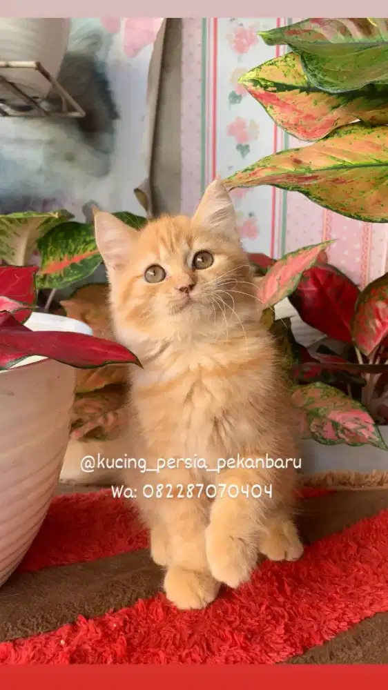 Anakan kucing Persia rangka besar bulu kapas super panjang dan gembul