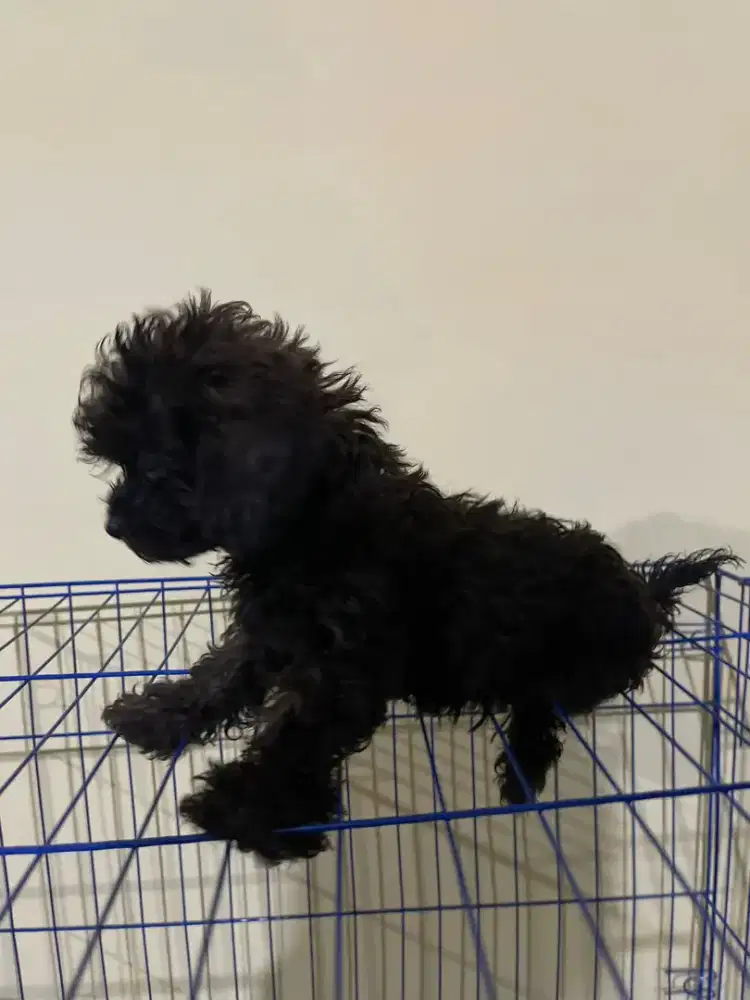 Anakan Anjing Poodle