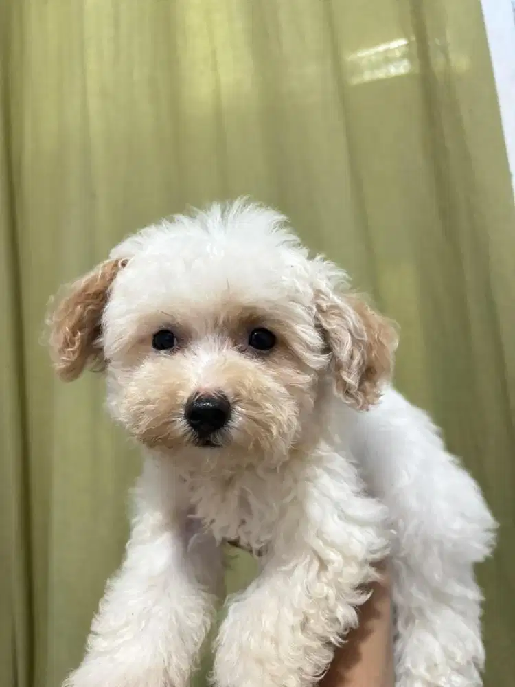 ANAK ANJING MALTIPOO MALTESE MIX POODLE