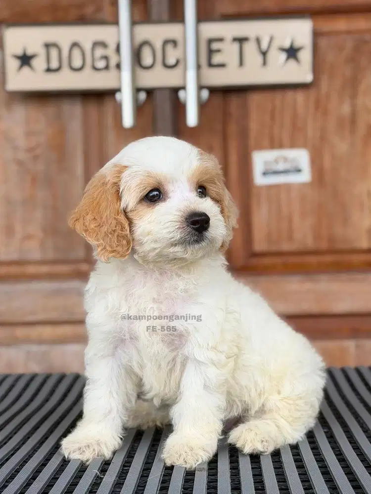 Poochon Puppy, Lincah, Pintar, dan Penuh Kasih Sayang!