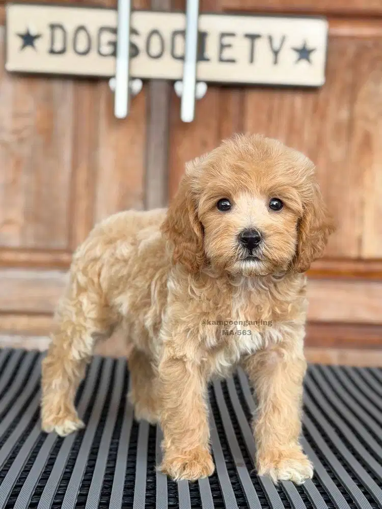 Puppy Poochon, Menggemaskan dan Penuh Energi!