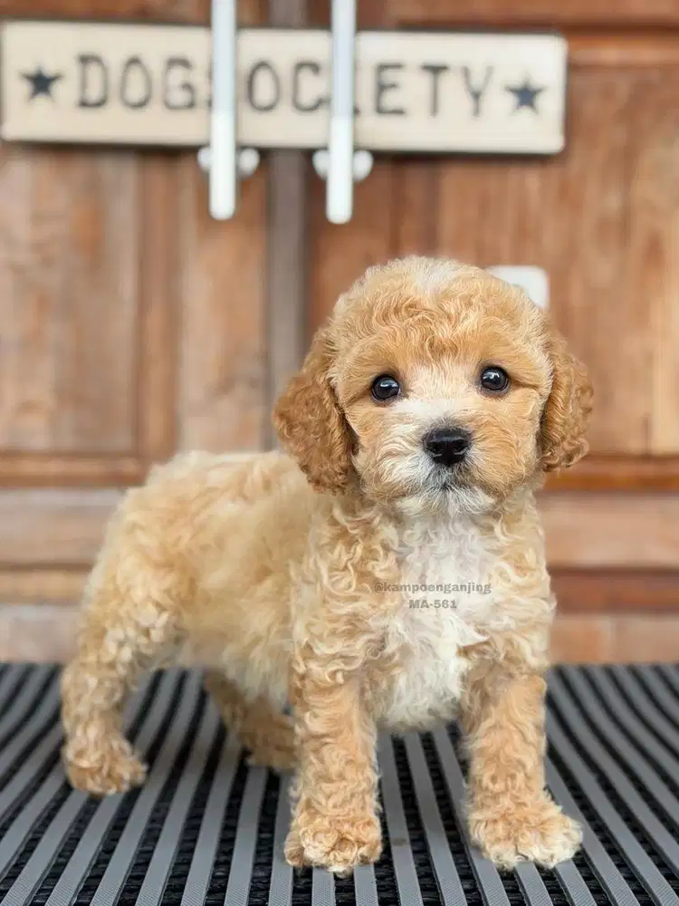 Poochon Puppy, Si Kecil Pintar dan Penuh Keceriaan!