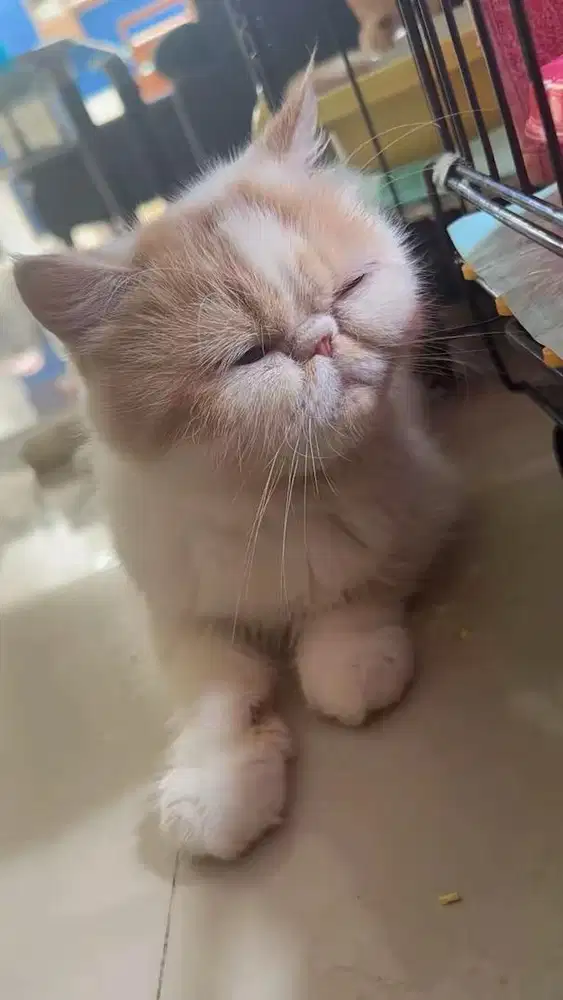 Kucing exotic peaknose extreme