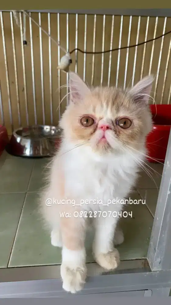 Anakan peaknose pesek jantan imut bulu panjang